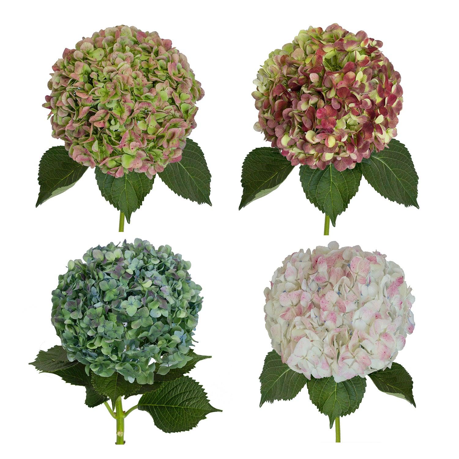 Hydrangea, Florist, Assorted - View 21 from www redcrocus com