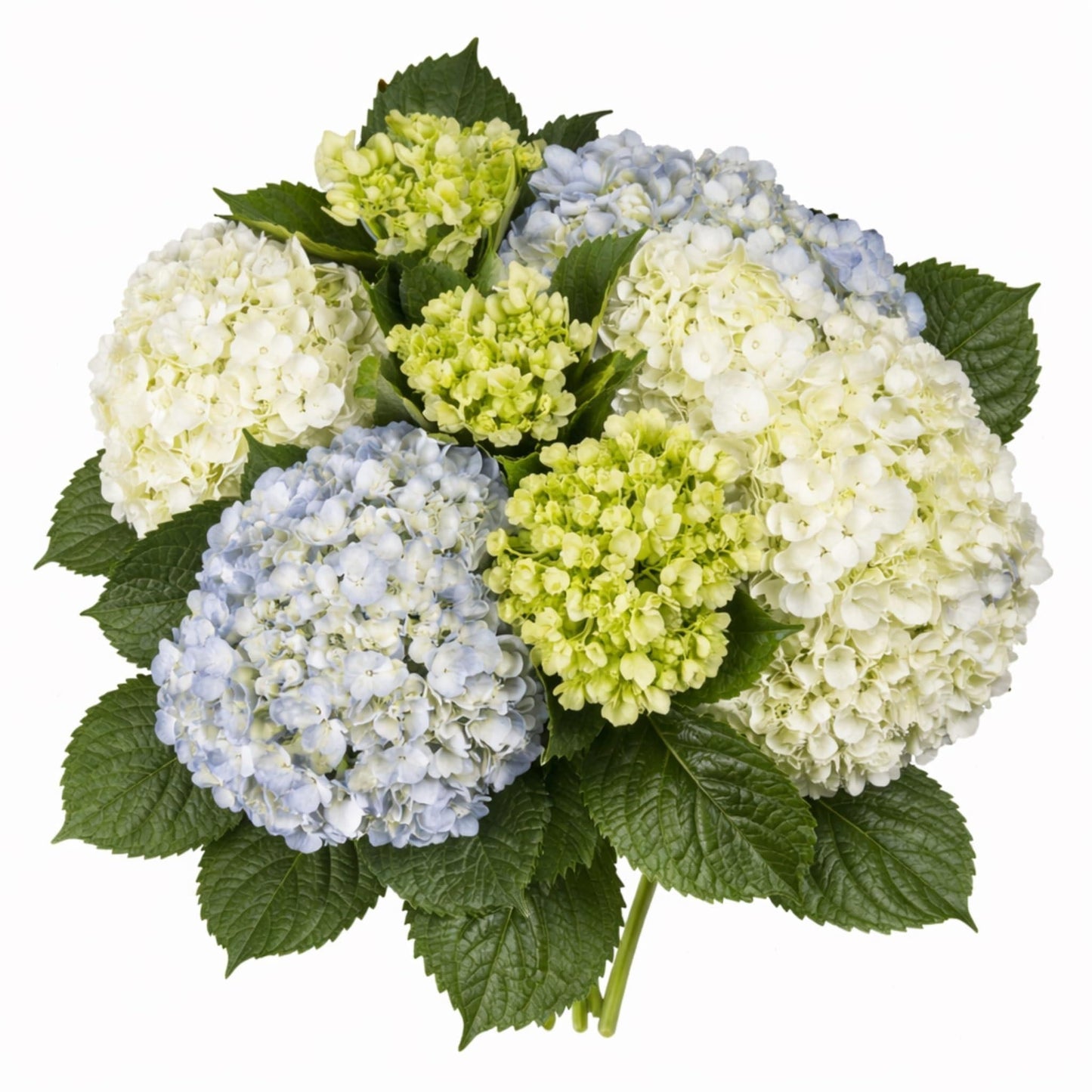 Hydrangea, Florist, Assorted - View 23 from www redcrocus com