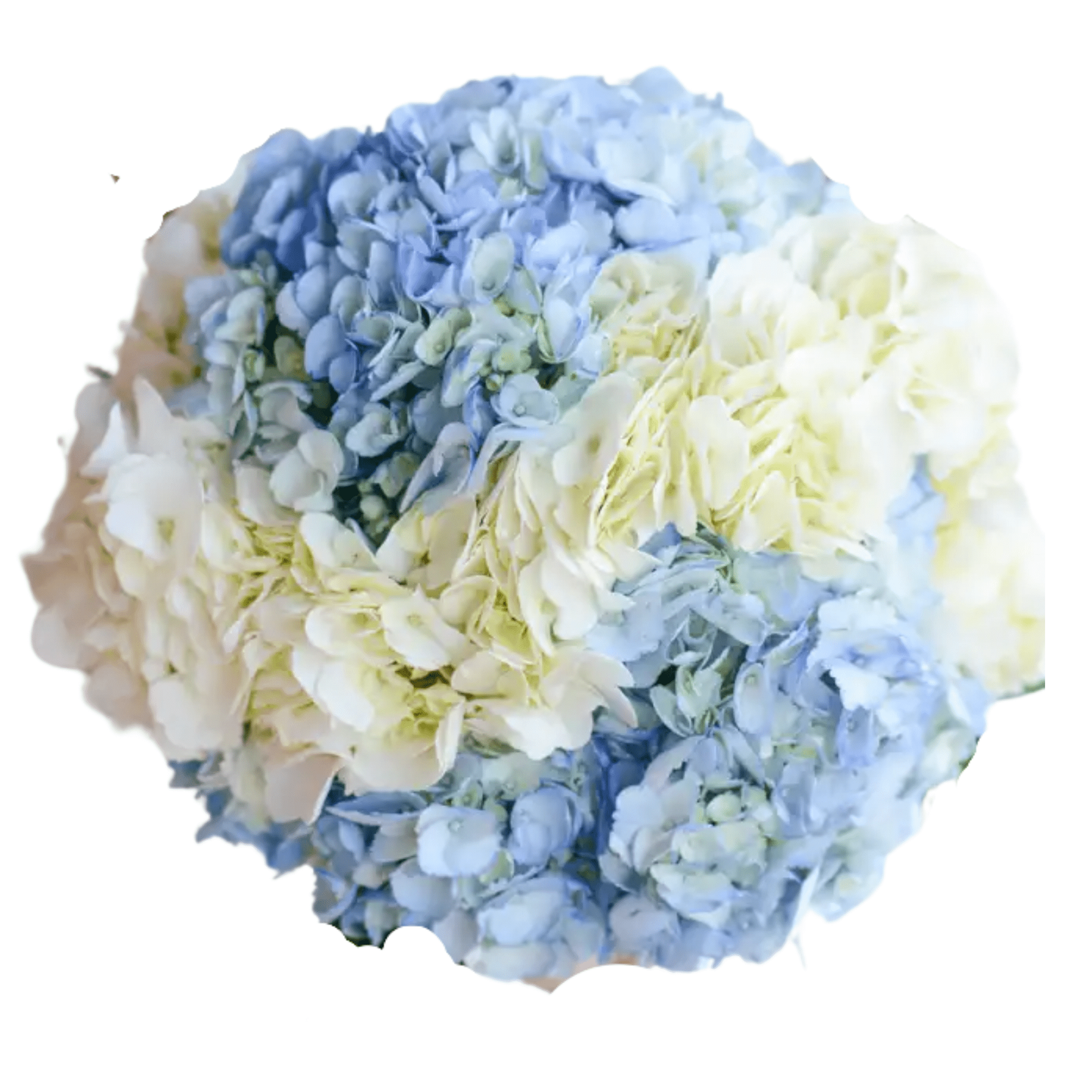 Hydrangea, Florist, Assorted - View 24 from www redcrocus com