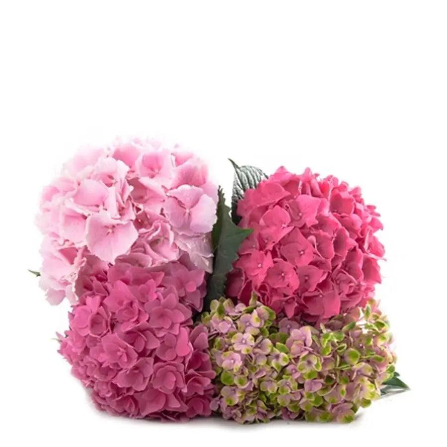 Hydrangea, Florist, Assorted - View 26 from www redcrocus com