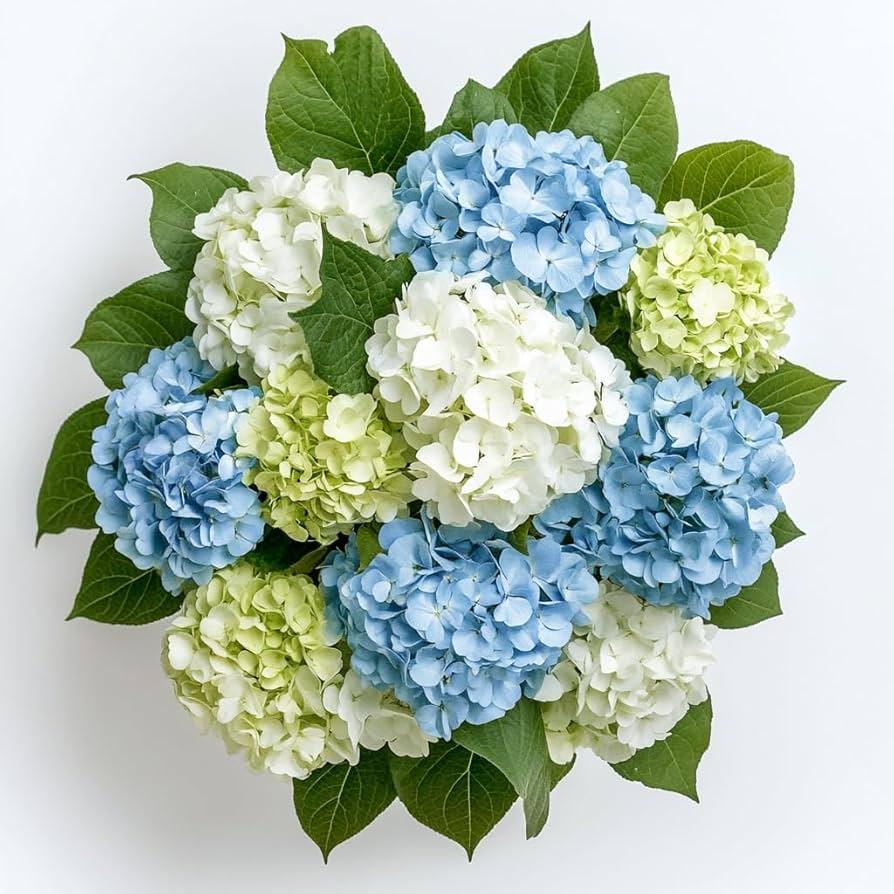 Hydrangea, Florist, Assorted - View 2 from www redcrocus com