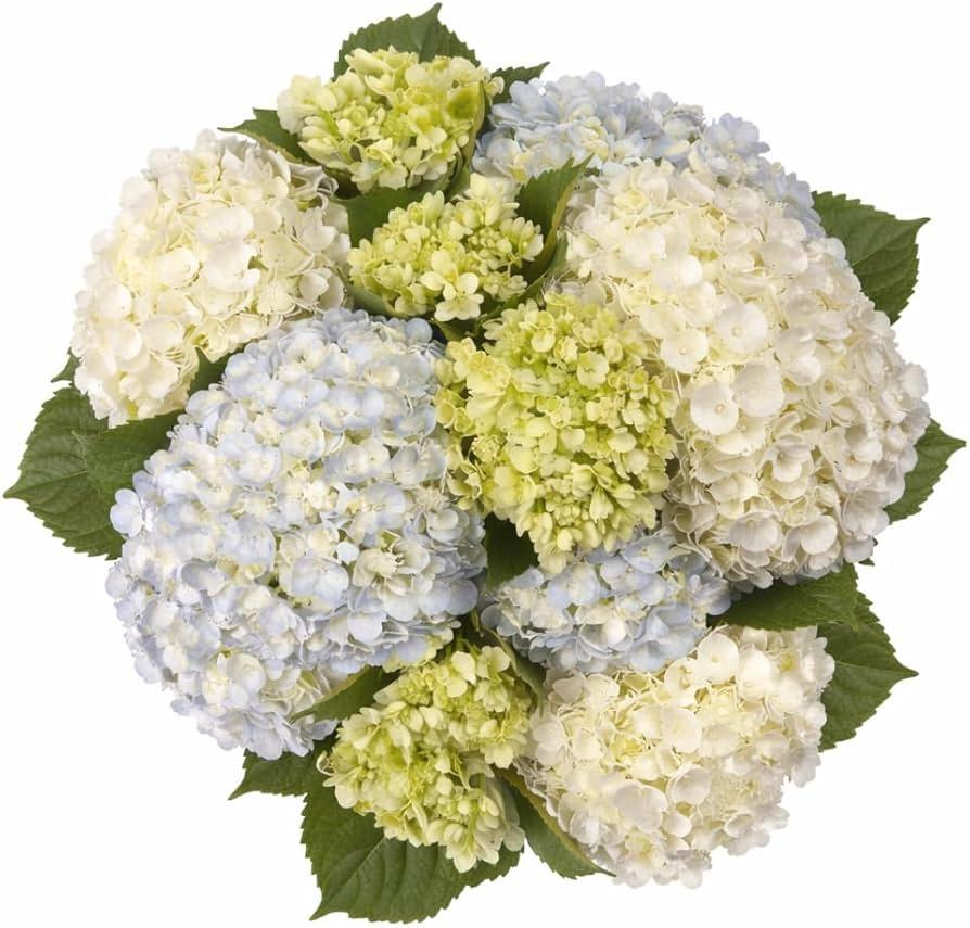 Hydrangea, Florist, Assorted - View 3 from www redcrocus com
