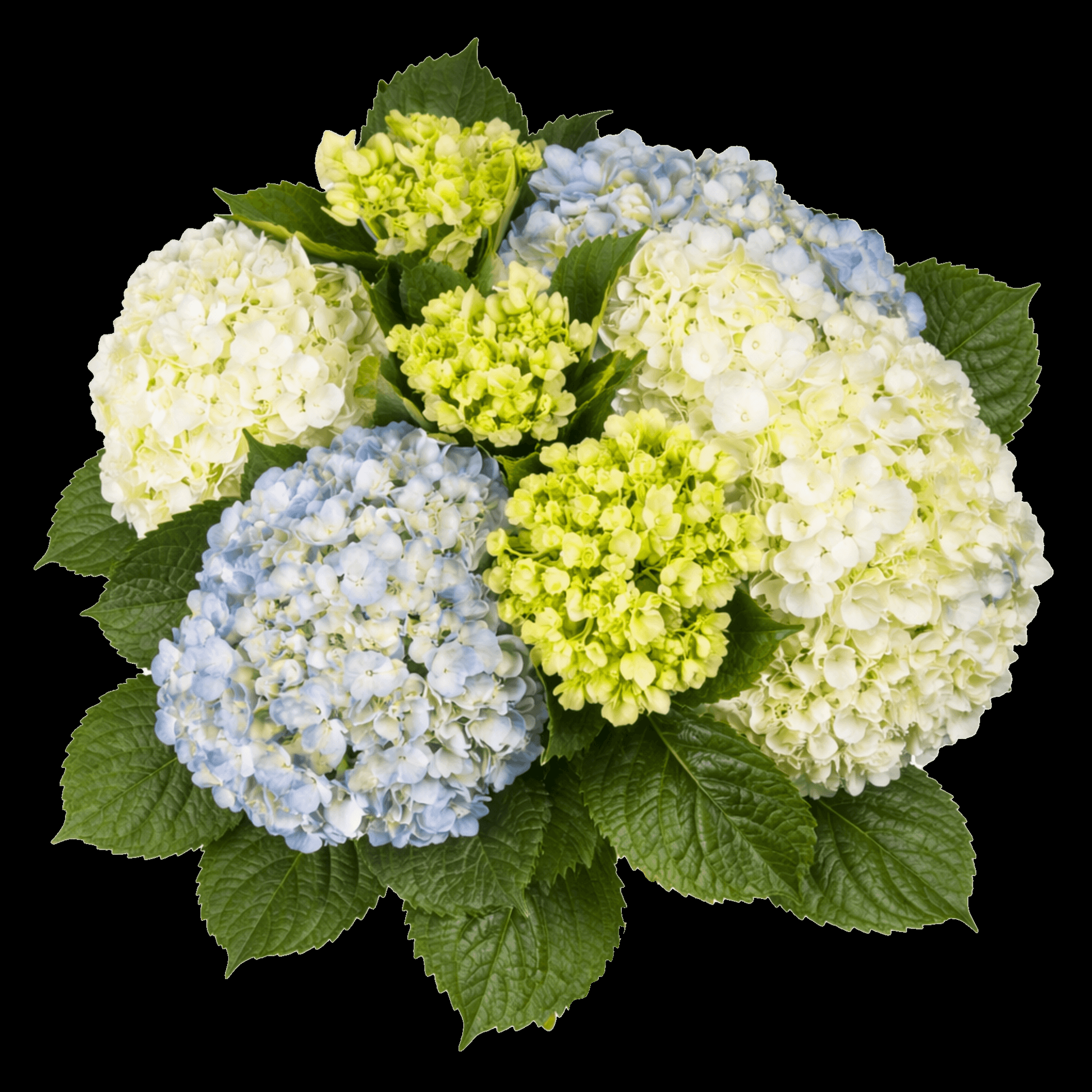 Hydrangea, Florist, Assorted - View 4 from www redcrocus com
