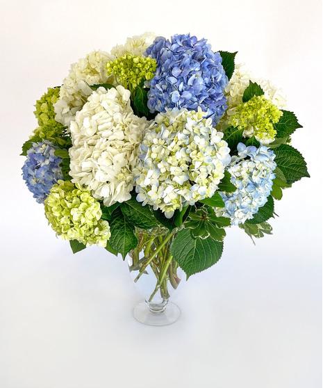 Hydrangea, Florist, Assorted - View 7 from www redcrocus com