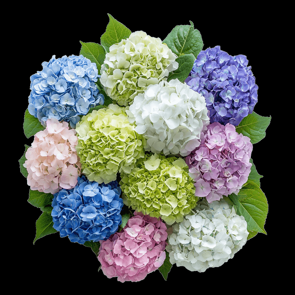 Hydrangea, Florist, Assorted - View 9 from www redcrocus com