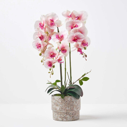 Phalaenopsis Orchid Assorted Decorative Pot - View 13 from www redcrocus com