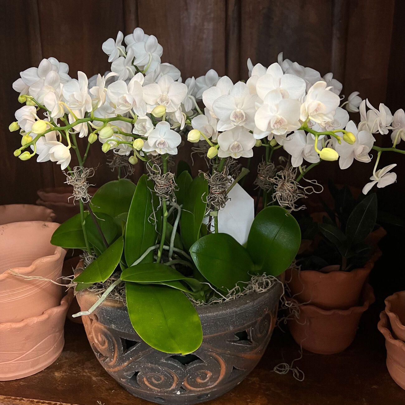 Phalaenopsis Orchid Assorted Decorative Pot - View 14 from www redcrocus com