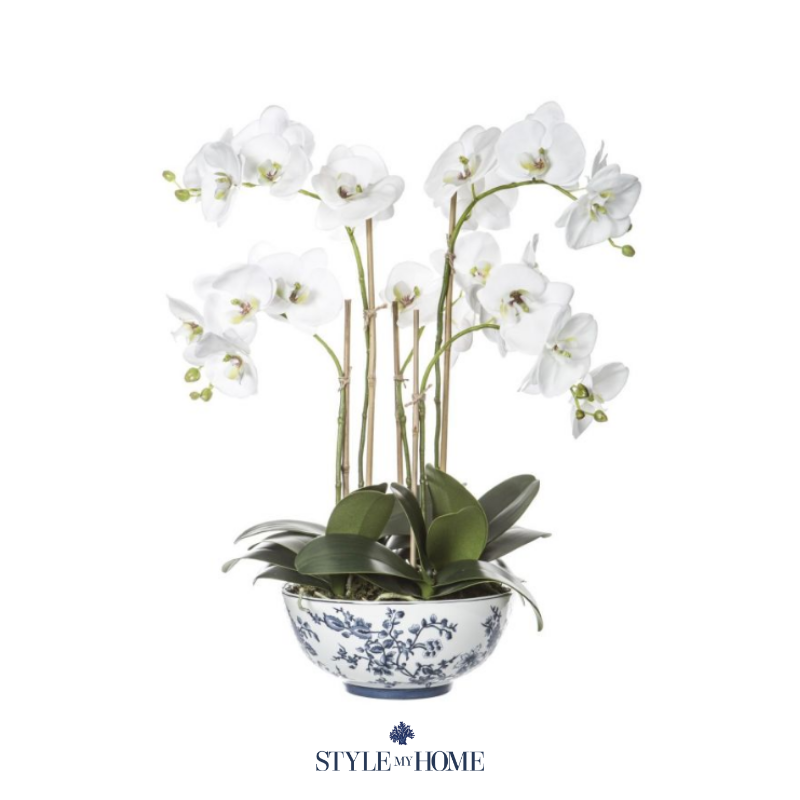 Phalaenopsis Orchid Assorted Decorative Pot - View 14 from www redcrocus com