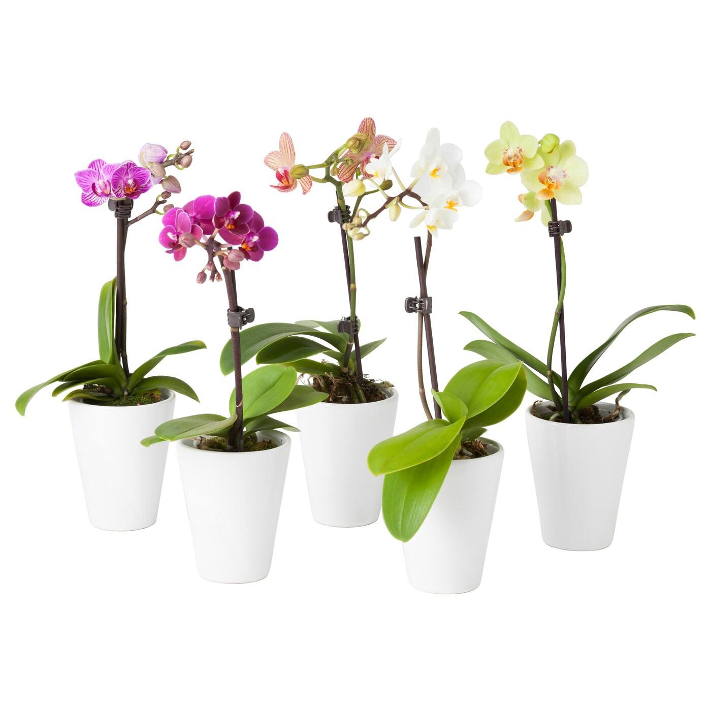 Phalaenopsis Orchid Assorted Decorative Pot - View 15 from www redcrocus com