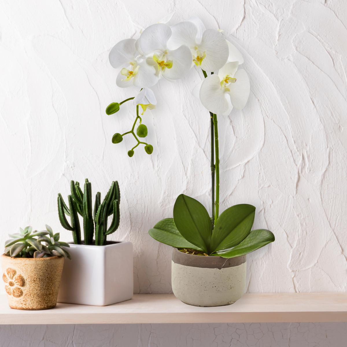 Phalaenopsis Orchid Assorted Decorative Pot - View 15 from www redcrocus com