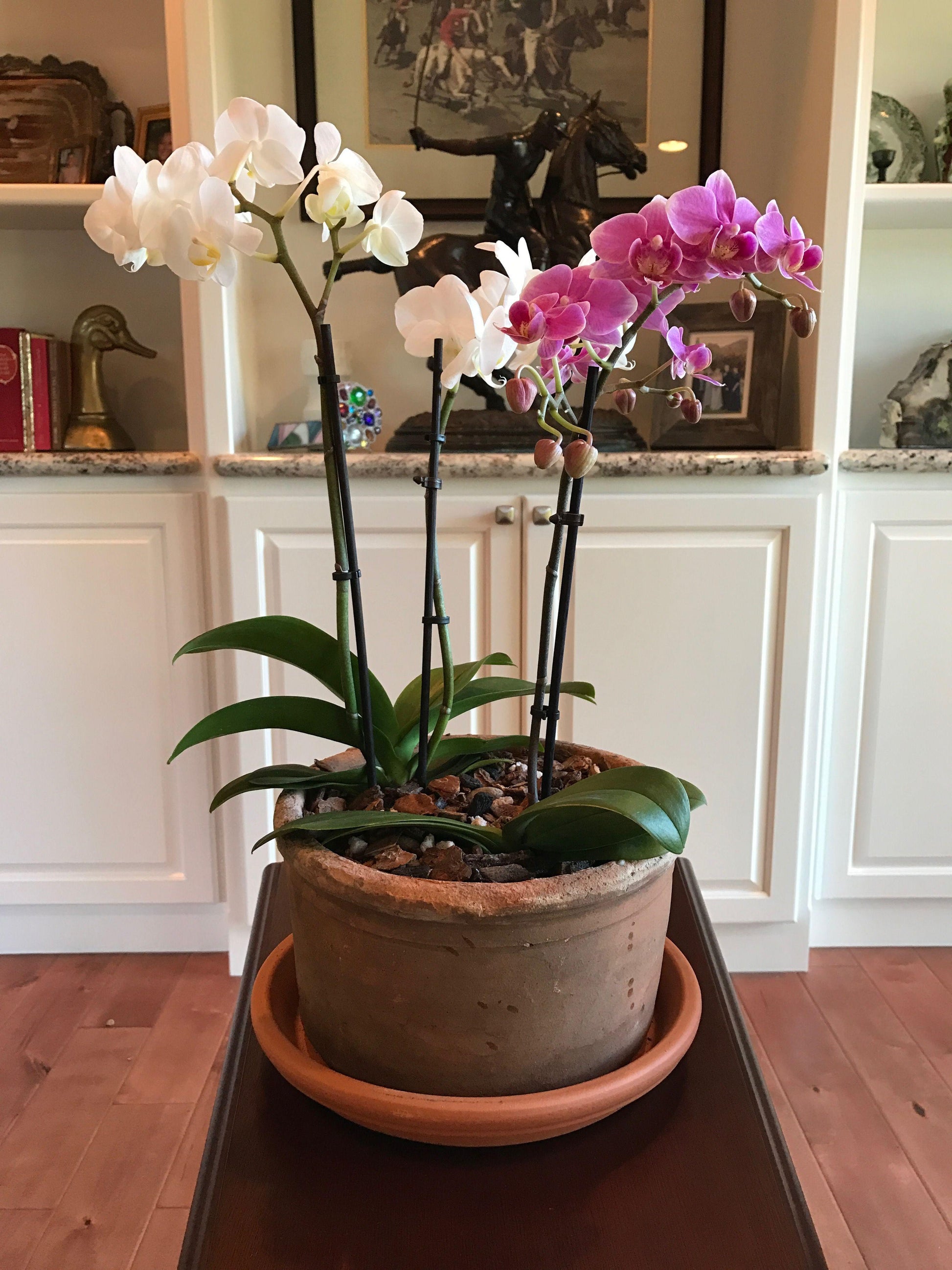Phalaenopsis Orchid Assorted Decorative Pot - View 17 from www redcrocus com