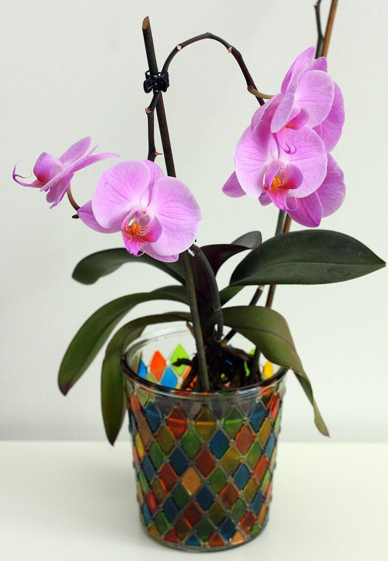Phalaenopsis Orchid Assorted Decorative Pot - View 18 from www redcrocus com