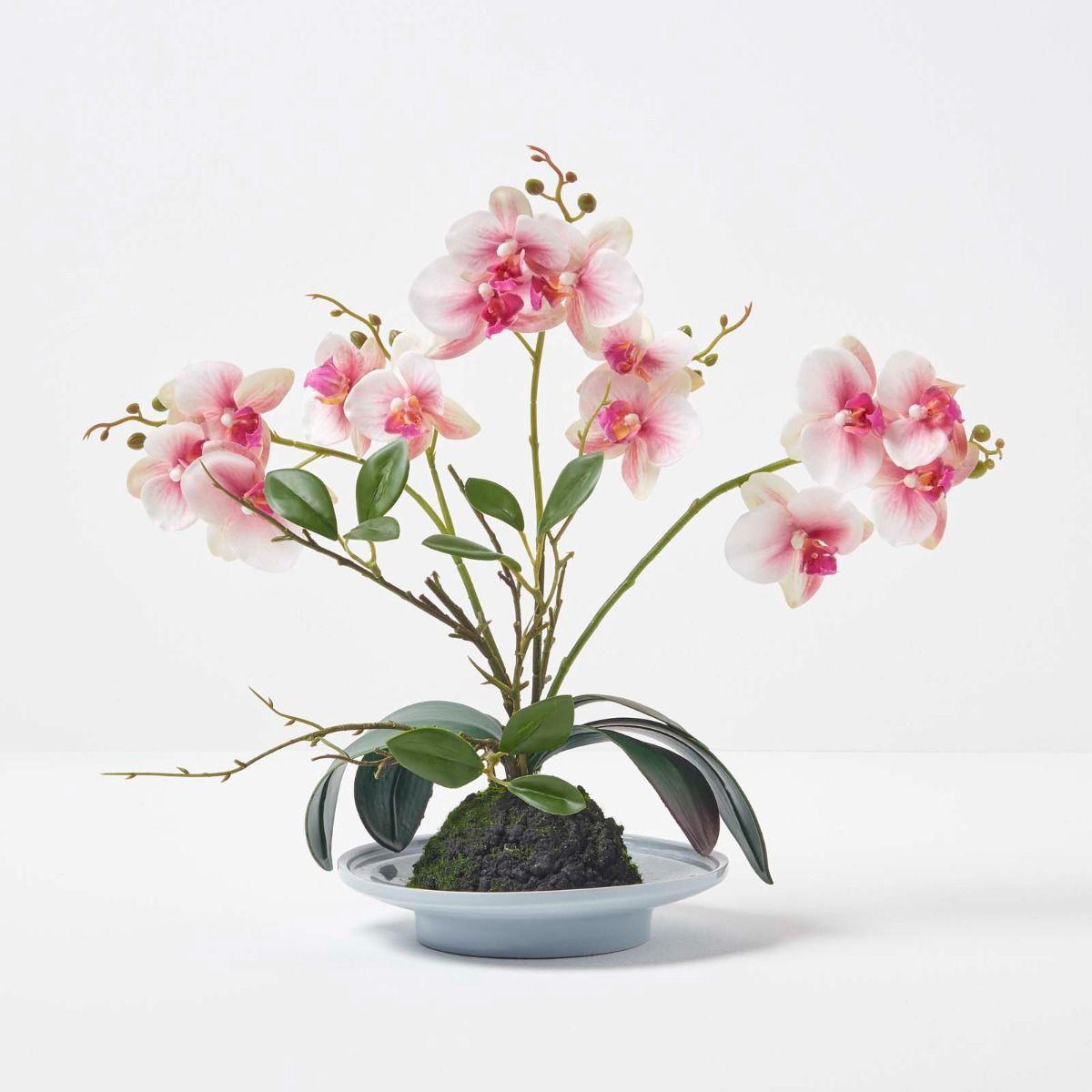 Phalaenopsis Orchid Assorted Decorative Pot - View 19 from www redcrocus com
