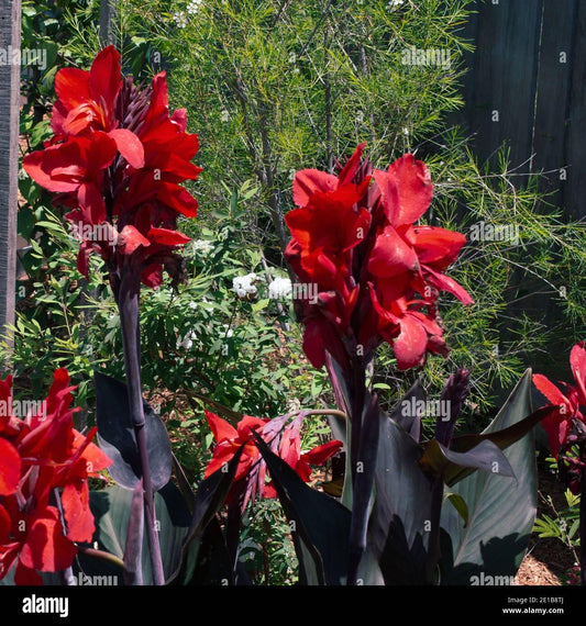 Canna Australia - View 10 from www redcrocus com