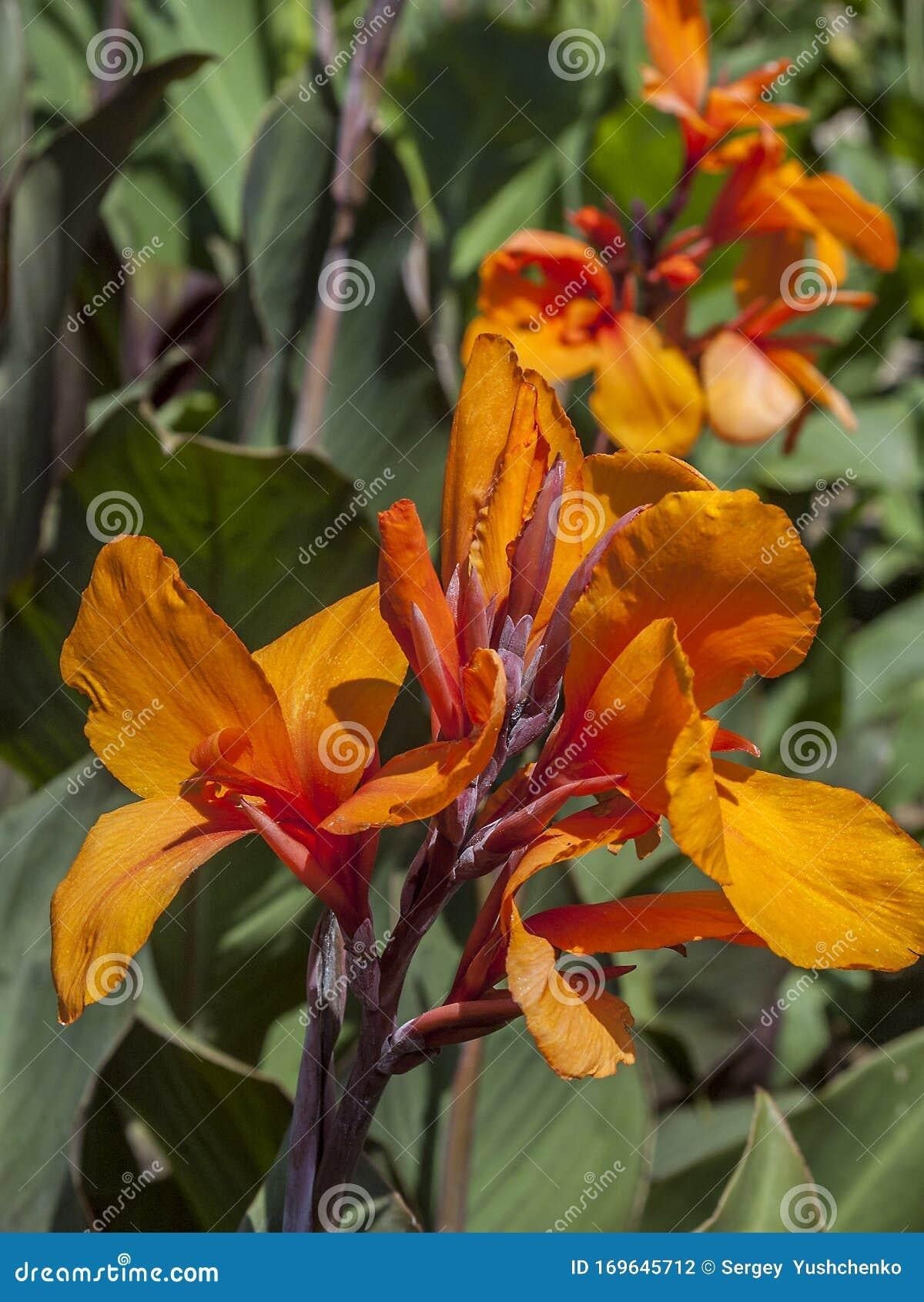 Canna Australia - View 15 from www redcrocus com