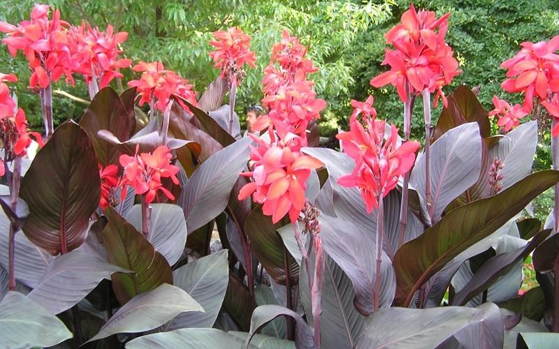 Canna Australia - View 16 from www redcrocus com