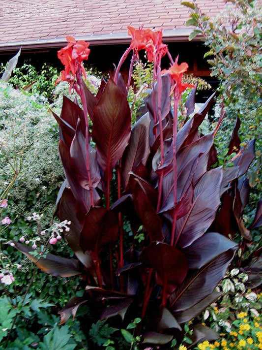Canna Australia - View 1 from www redcrocus com