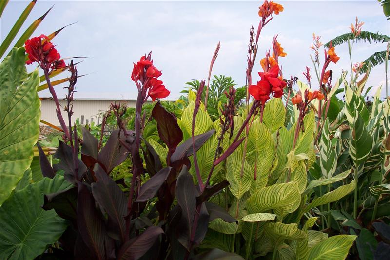 Canna Australia - View 20 from www redcrocus com