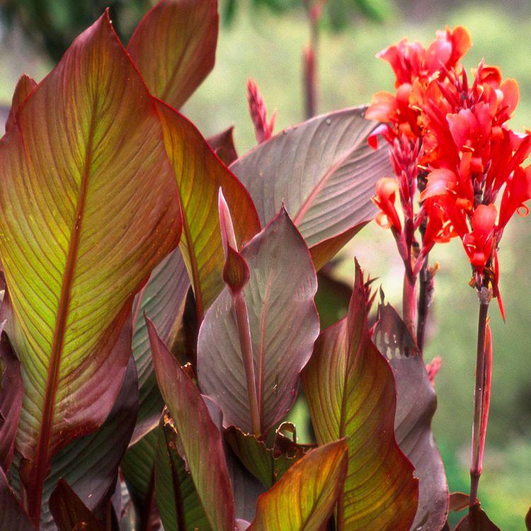 Canna Australia - View 5 from www redcrocus com