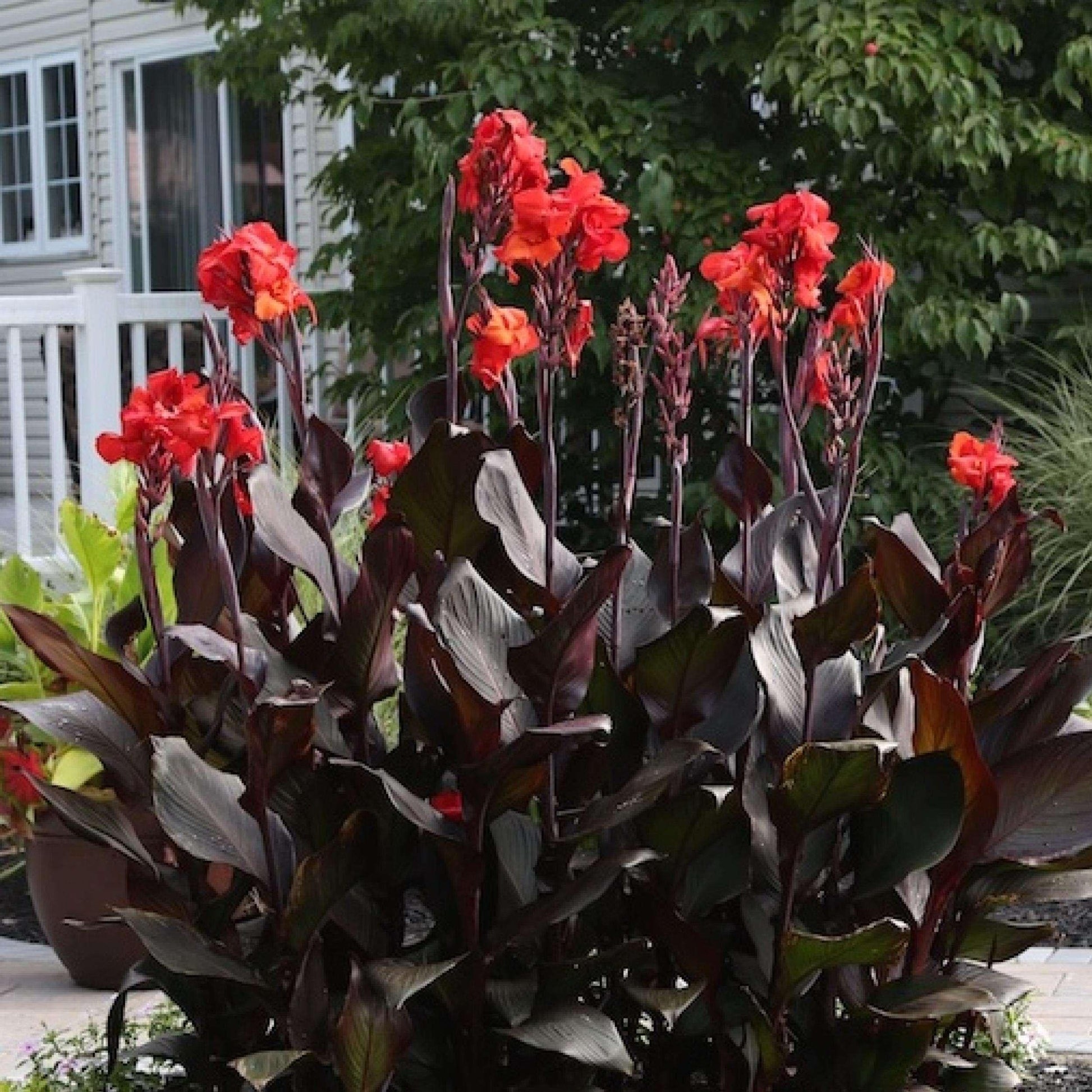 Canna Australia - View 6 from www redcrocus com