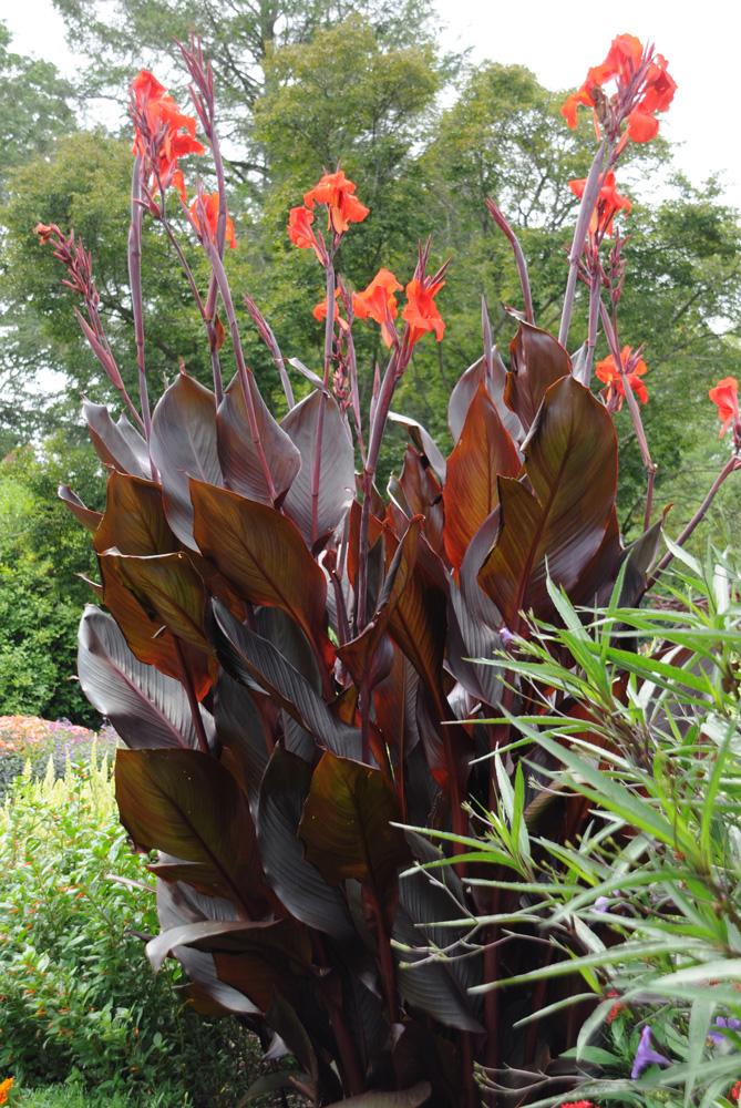 Canna Australia - View 8 from www redcrocus com