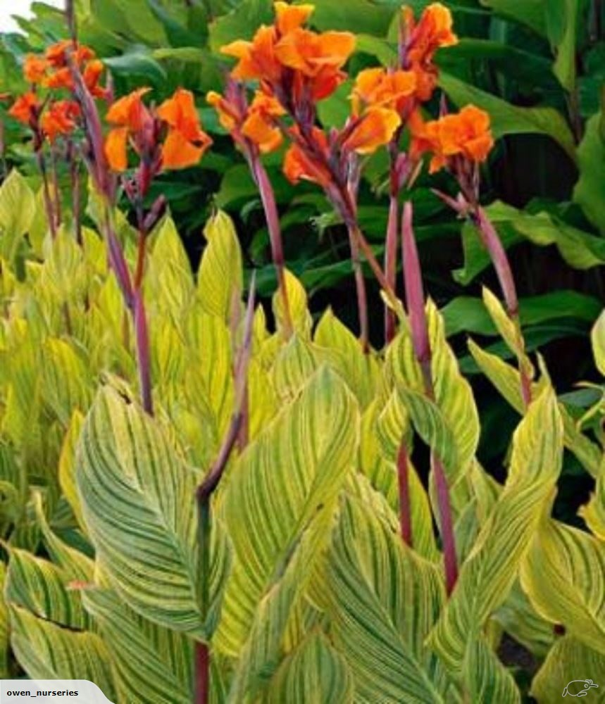 Canna Bengal Tiger - View 10 from www redcrocus com