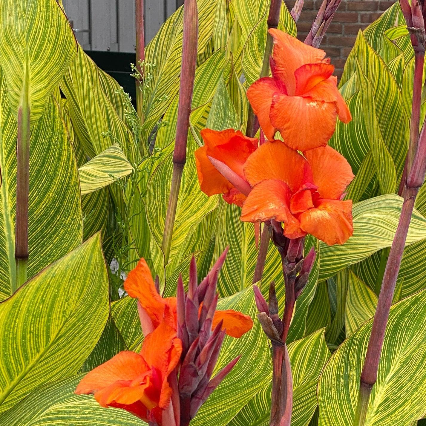 Canna Bengal Tiger - View 11 from www redcrocus com
