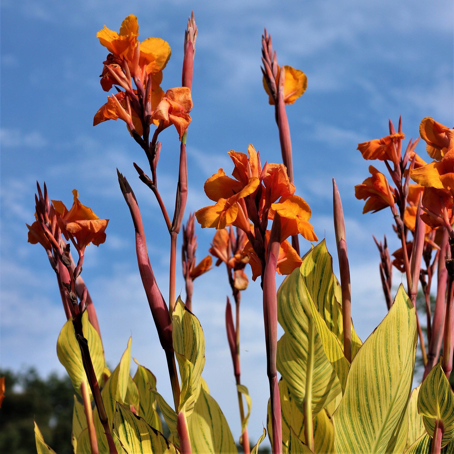 Canna Bengal Tiger - View 12 from www redcrocus com