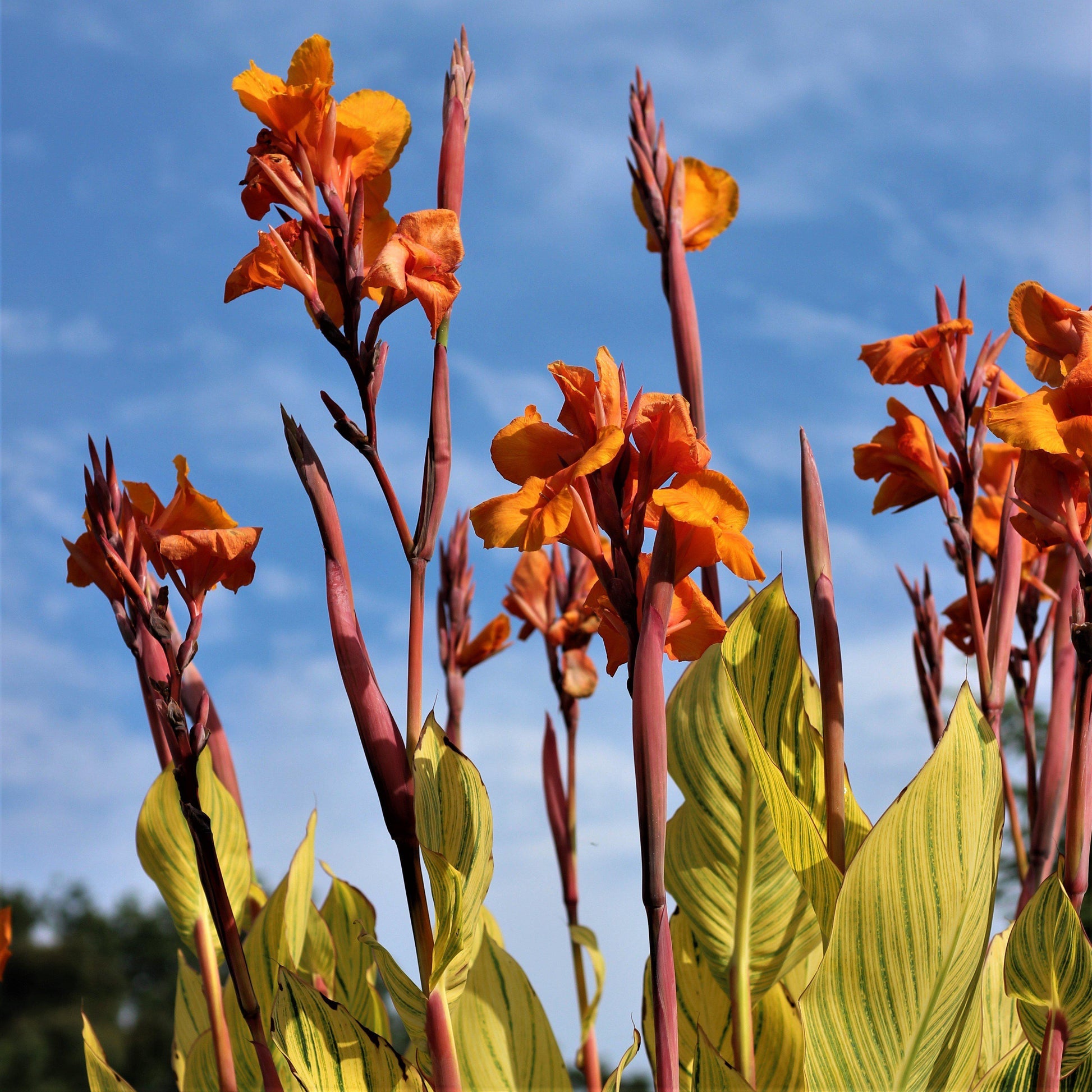 Canna Bengal Tiger - View 12 from www redcrocus com