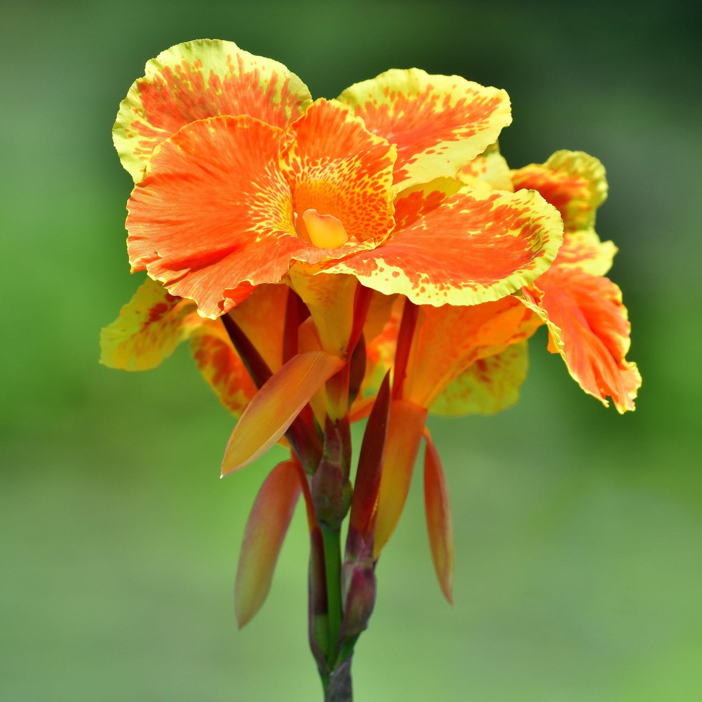 Canna Bengal Tiger - View 14 from www redcrocus com