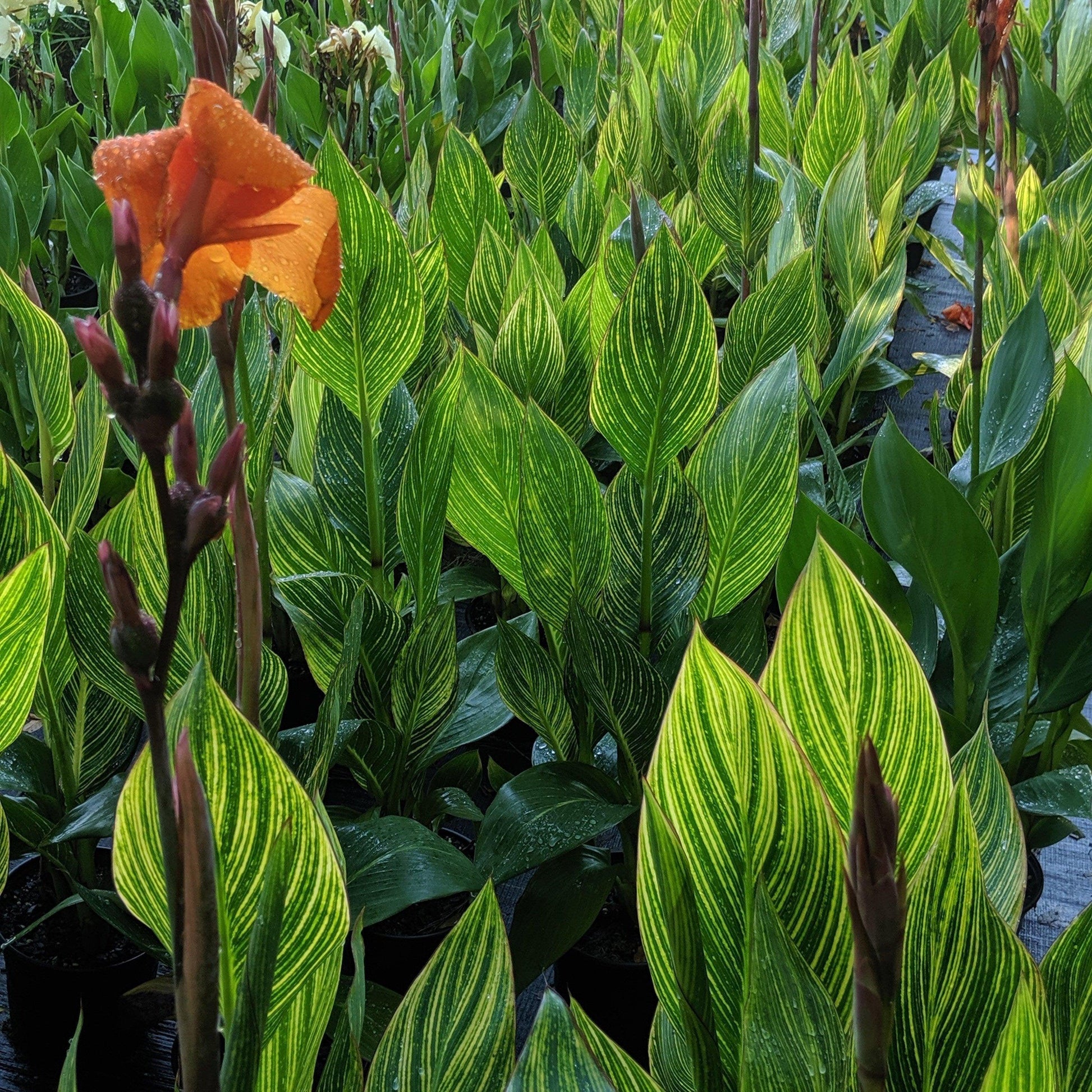 Canna Bengal Tiger - View 15 from www redcrocus com