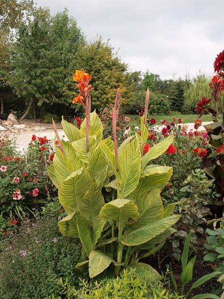 Canna Bengal Tiger - View 17 from www redcrocus com