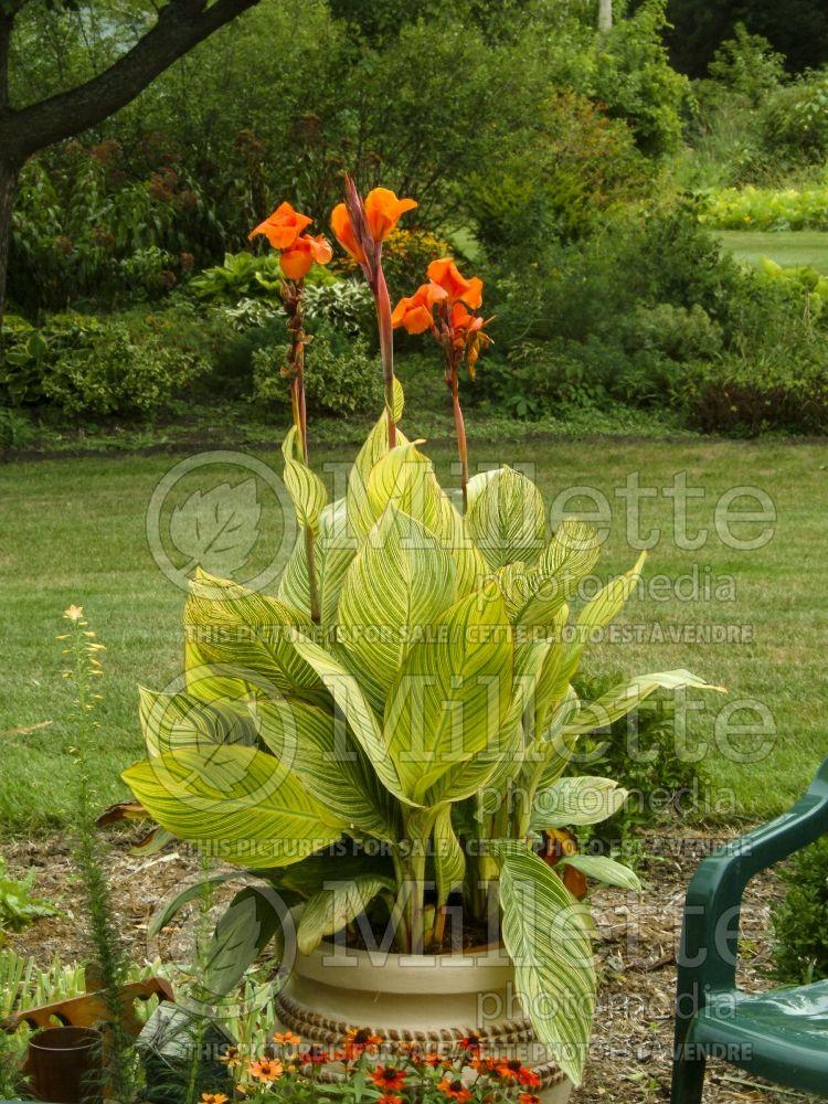 Canna Bengal Tiger - View 18 from www redcrocus com
