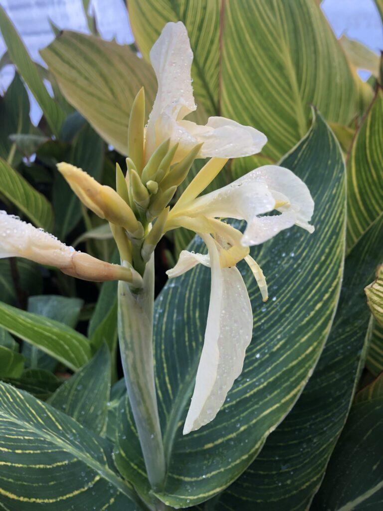 Canna Bengal Tiger - View 19 from www redcrocus com