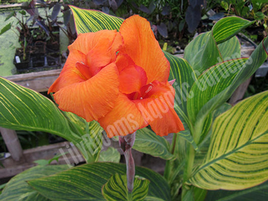 Canna Bengal Tiger - View 1 from www redcrocus com