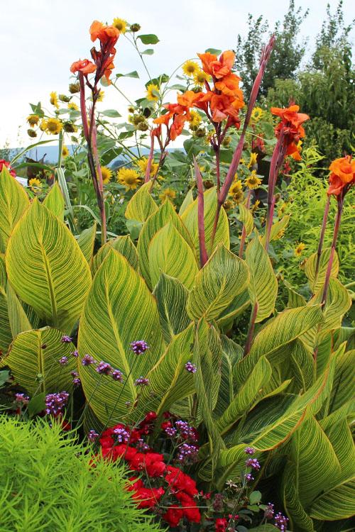Canna Bengal Tiger - View 2 from www redcrocus com