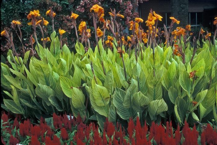 Canna Bengal Tiger - View 3 from www redcrocus com