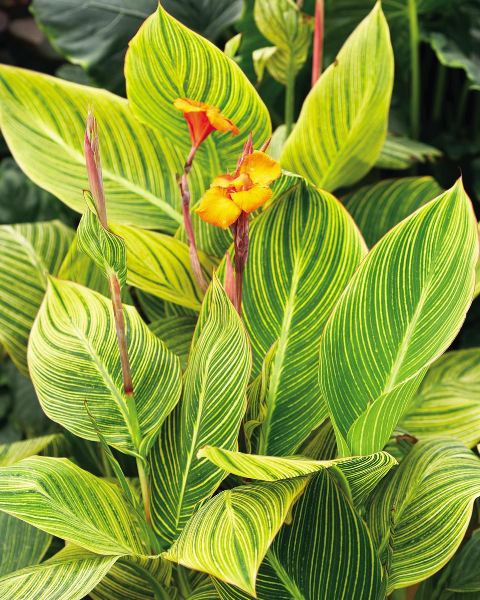 Canna Bengal Tiger - View 4 from www redcrocus com