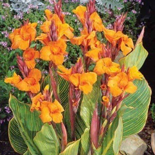 Canna Bengal Tiger - View 6 from www redcrocus com