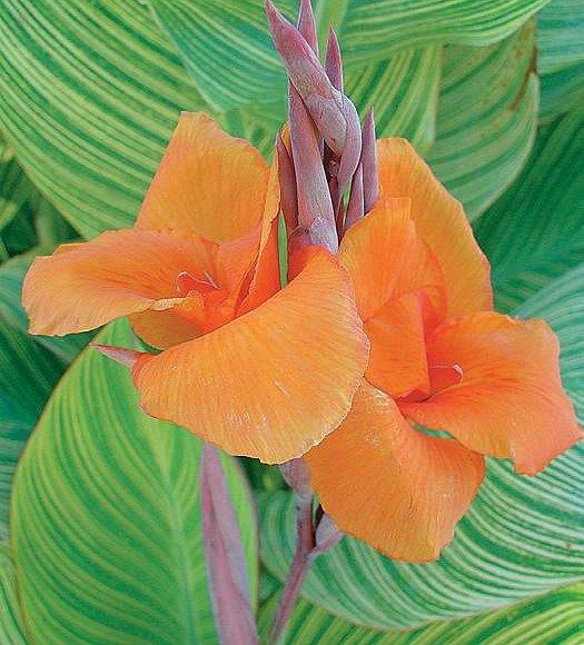 Canna Bengal Tiger - View 7 from www redcrocus com