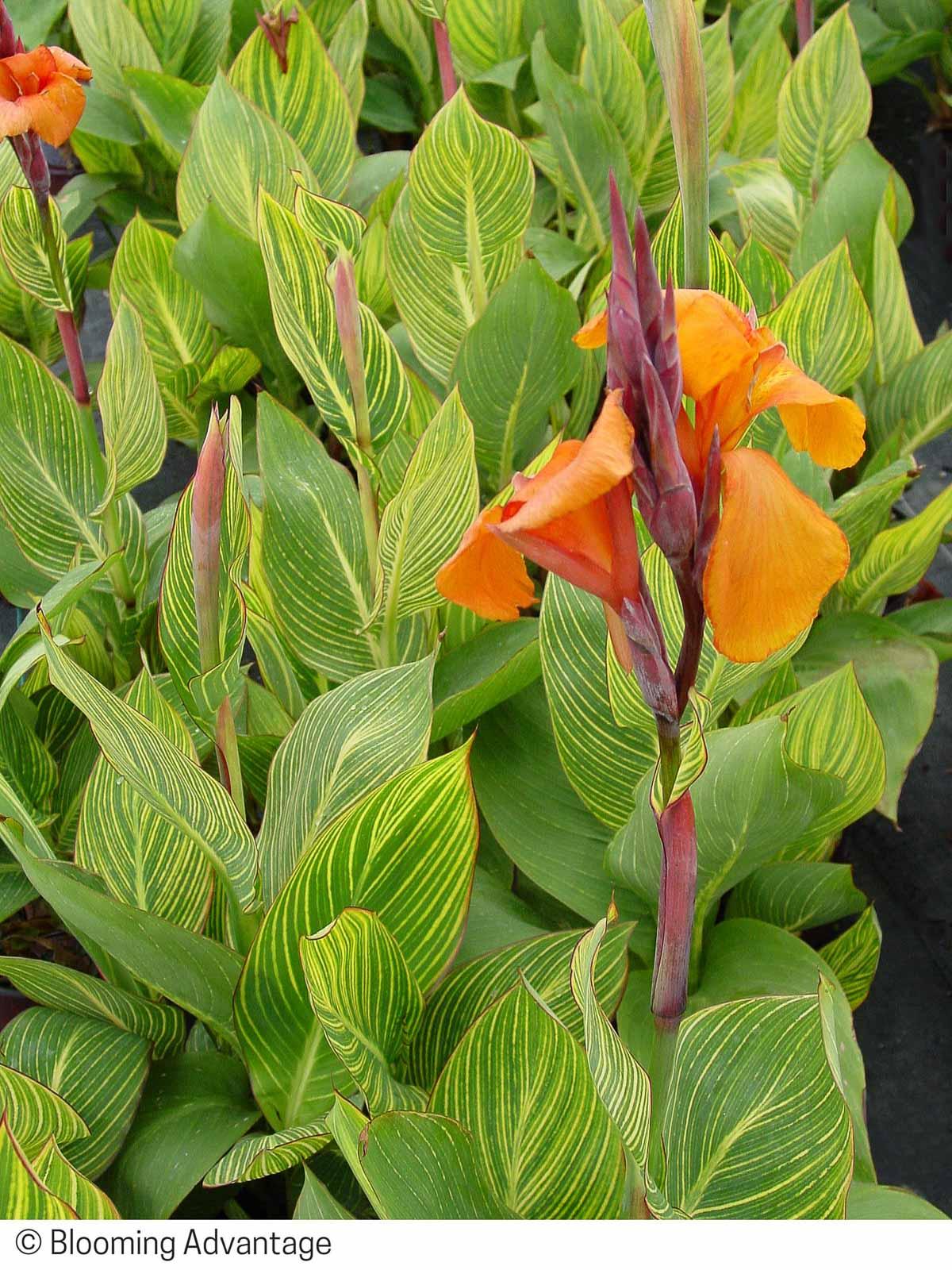 Canna Bengal Tiger - View 9 from www redcrocus com