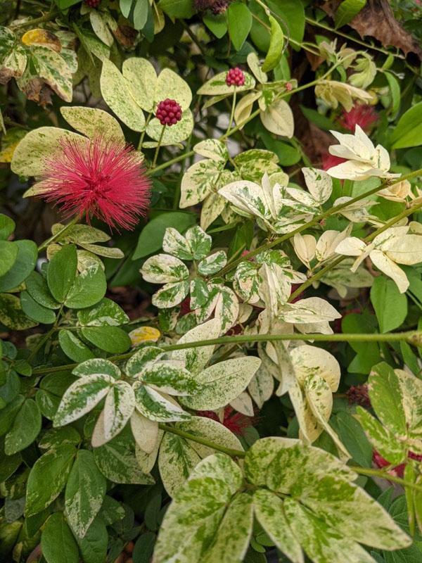 Calliandra Emarginata, Standard (dwarf Powder Puff) - View 16 from www redcrocus com
