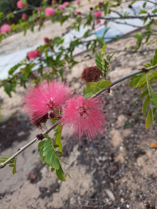 Calliandra Emarginata, Standard (dwarf Powder Puff) - View 18 from www redcrocus com
