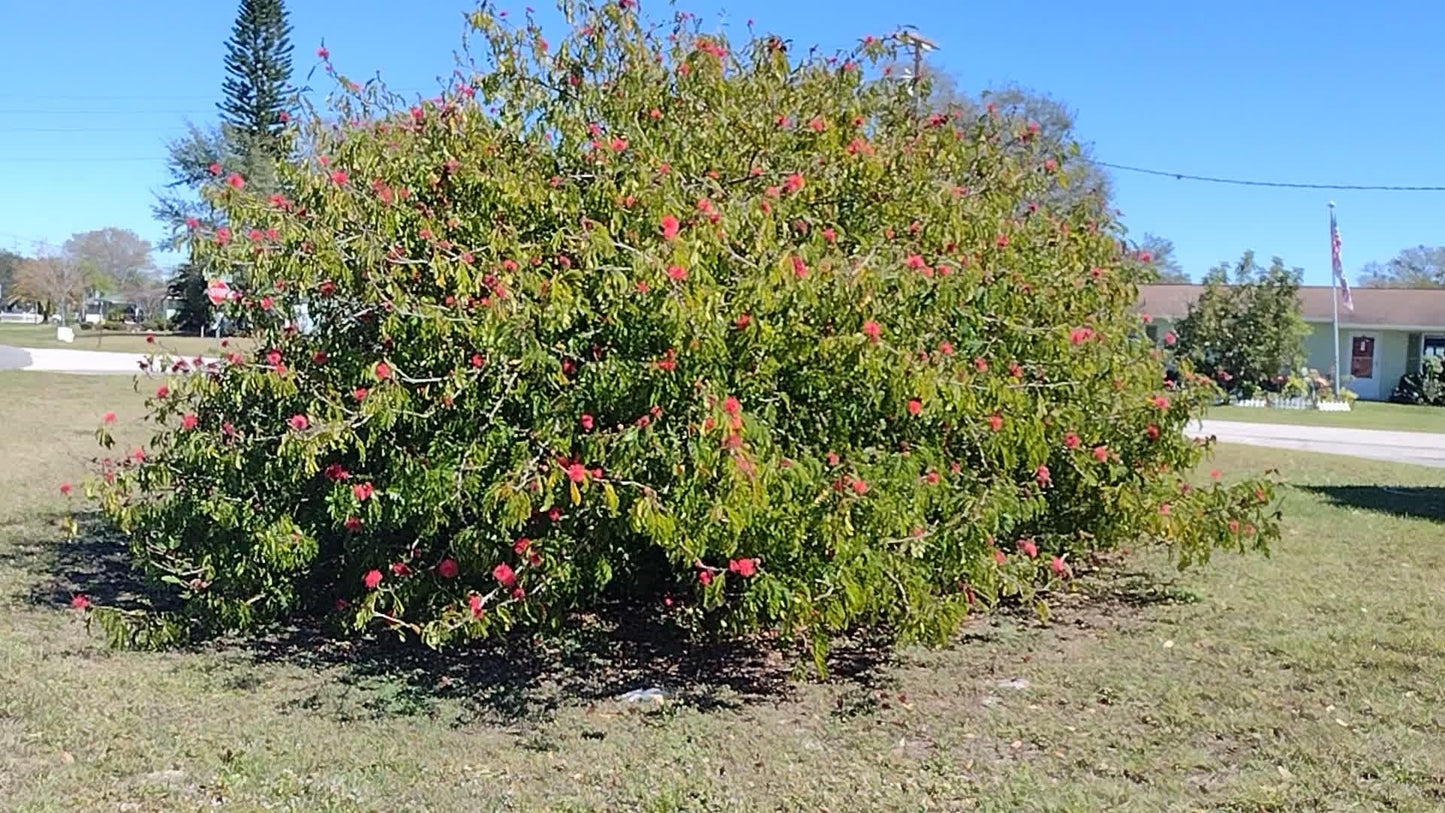Calliandra Emarginata, Standard (dwarf Powder Puff) - View 19 from www redcrocus com