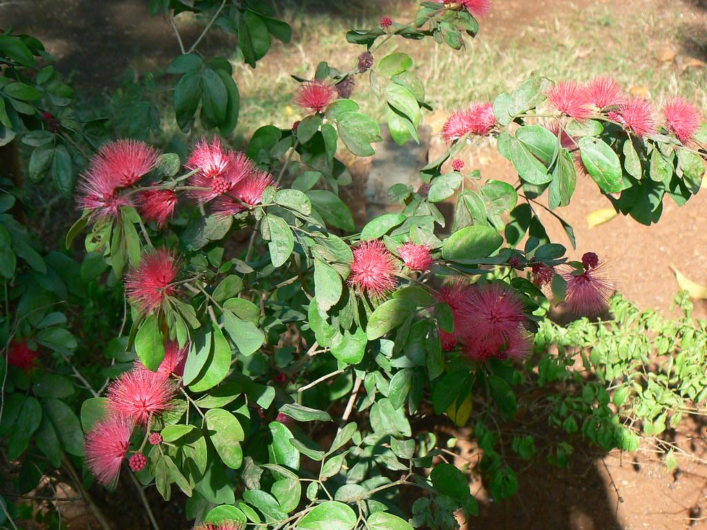 Calliandra Emarginata, Standard (dwarf Powder Puff) - View 21 from www redcrocus com