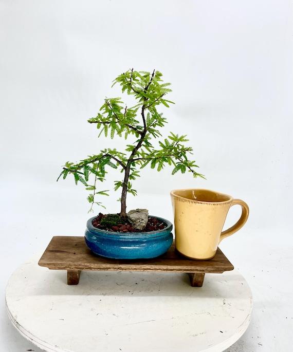 Calliandra Emarginata, Standard (dwarf Powder Puff) - View 25 from www redcrocus com