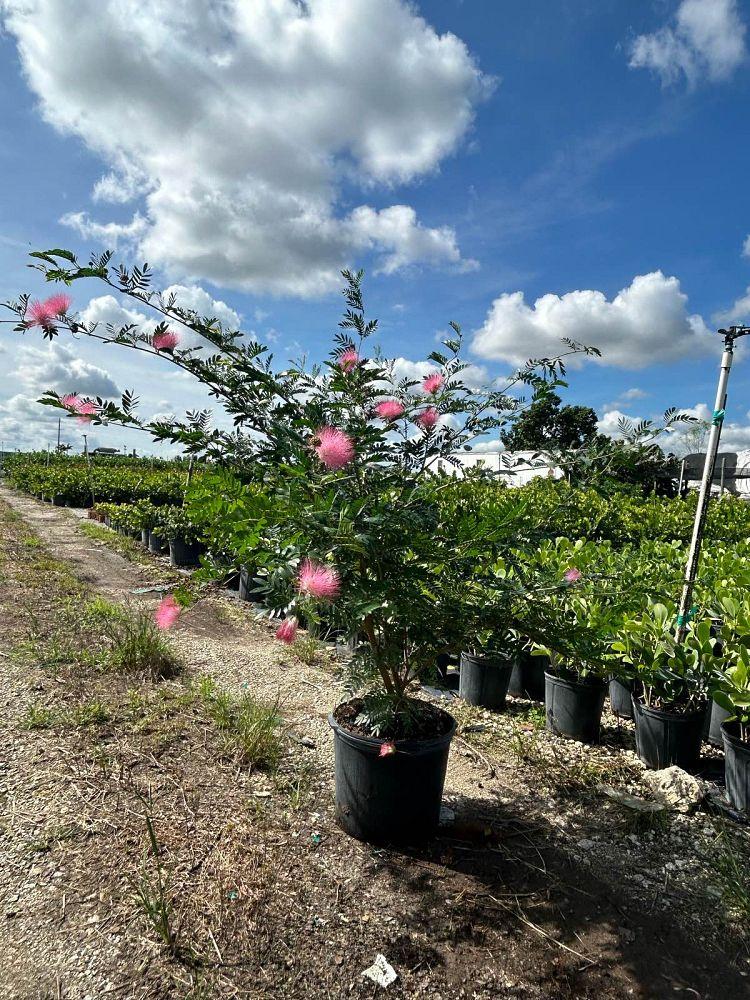 Calliandra Emarginata, Standard (dwarf Powder Puff) - View 5 from www redcrocus com