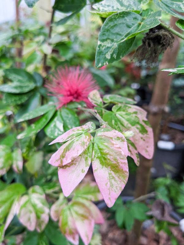 Calliandra Emarginata, Standard (dwarf Powder Puff) - View 7 from www redcrocus com