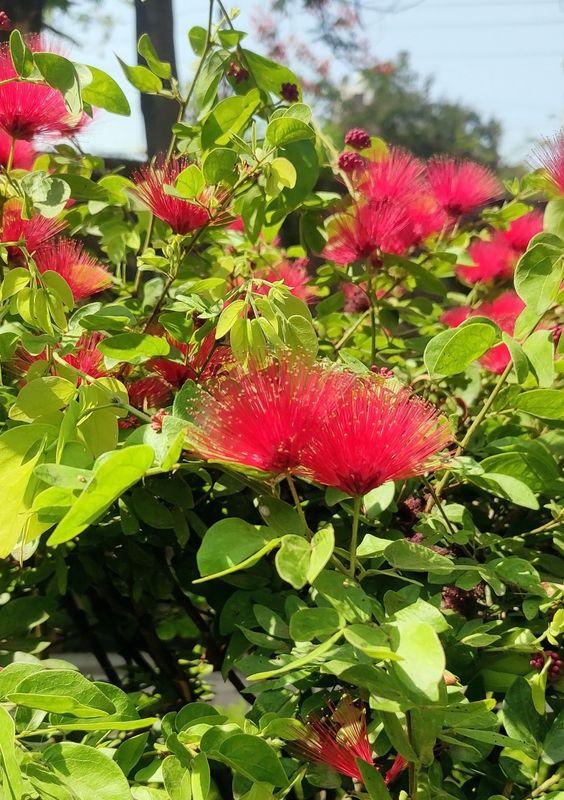 Calliandra Emarginata, Standard (dwarf Powder Puff) - View 9 from www redcrocus com