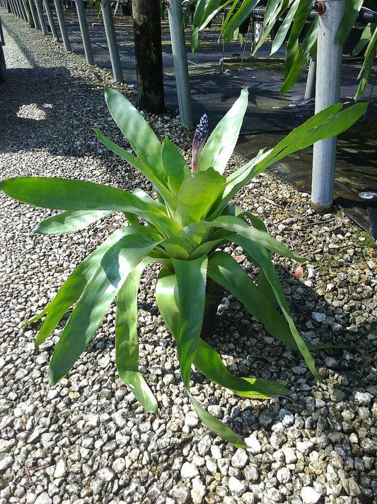 Bromeliad Aechmea Del Mar - View 11 from www redcrocus com